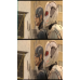 Captain Americe : Civil War - Framed Film Cells